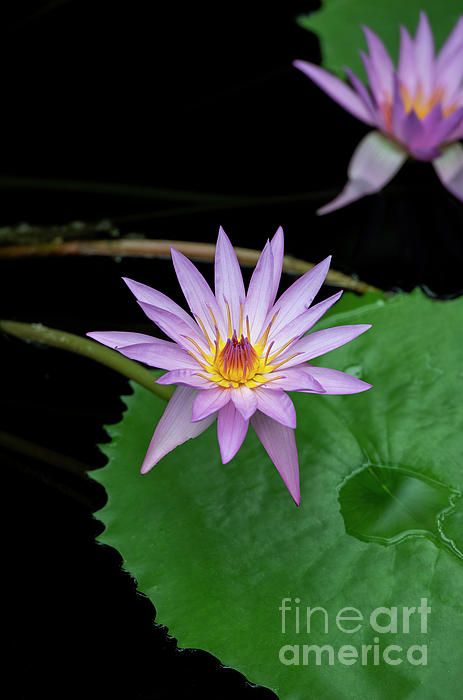 Nymphaea A Siebert Waterlily by Tim Gainey Nymphaea A Siebert Waterlily by Tim Gainey