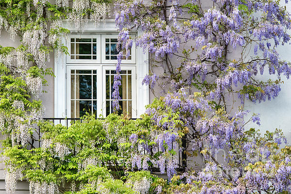 Wisteria in Chelsea by Tim Gainey Wisteria in Chelsea by Tim Gainey
